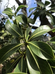 Psychotria mariniana