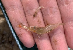 Macrobrachium equidens