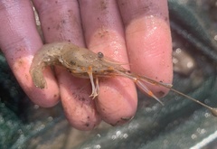 Macrobrachium equidens