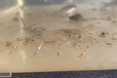 Macrobrachium equidens