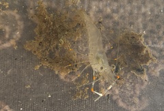 Macrobrachium equidens