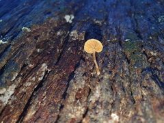 Gymnopilus eucalyptorum