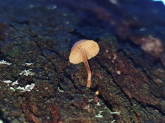 Gymnopilus eucalyptorum