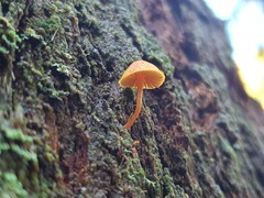 Gymnopilus eucalyptorum