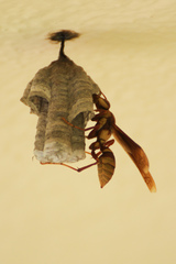 Polistes carnifex carnifex