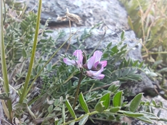 Oxytropis lapponica