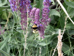 Bombus fragrans