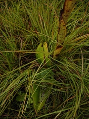 Satyrium longicauda longicauda