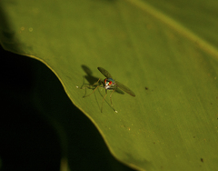 Chrysosoma leucopogon