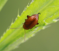 Neocrepidodera transversa