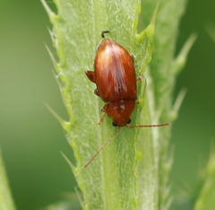 Neocrepidodera transversa