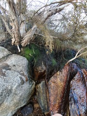 Lepidoziaceae