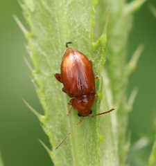 Neocrepidodera transversa