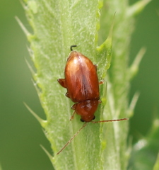 Neocrepidodera transversa