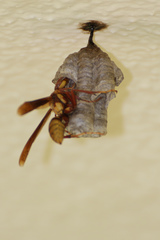 Polistes carnifex carnifex