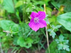 Geranium palustre