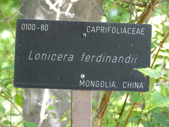 Lonicera ferdinandi
