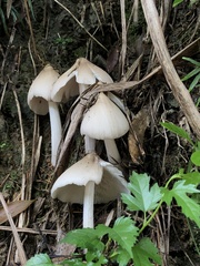 Macrolepiota albuminosa