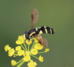 Xanthogramma pedissequum