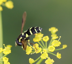 Xanthogramma pedissequum