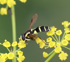 Xanthogramma pedissequum