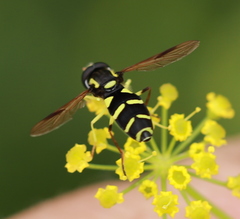 Xanthogramma pedissequum