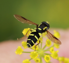 Xanthogramma pedissequum