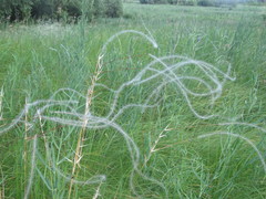 Stipa borysthenica