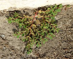 Euphorbia humifusa