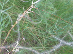 Stipa borysthenica