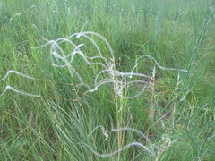 Stipa borysthenica