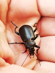 Calosoma maderae