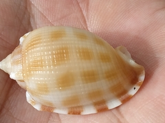 Phalium decussatum