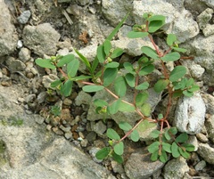 Euphorbia humifusa