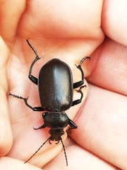 Calosoma maderae