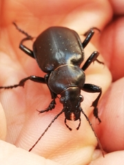 Calosoma maderae