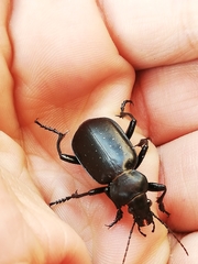 Calosoma maderae