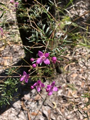 Boronia rivularis