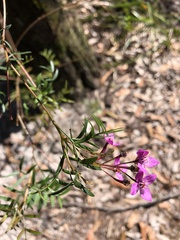 Boronia rivularis