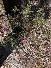 Boronia rivularis