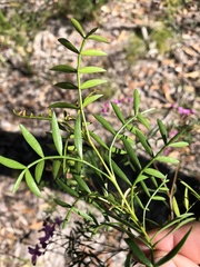 Boronia rivularis
