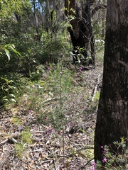 Boronia rivularis