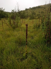 Satyrium longicauda longicauda