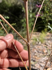 Boronia rivularis