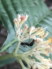 Palicourea didymocarpos