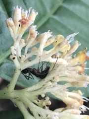 Palicourea didymocarpos