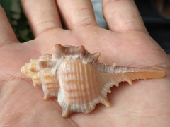 Murex aduncospinosus