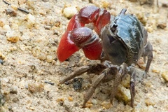 Neosarmatium indicum