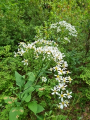 Aster scaber