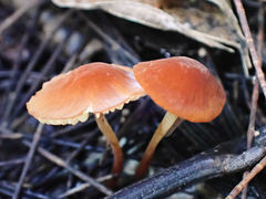Marasmius elegans
